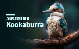 Series: Australian kookaburra